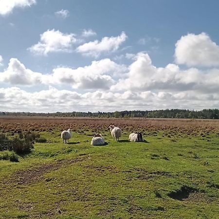 Ruim Huisje Op Een Prachtige Plek Hemrik 외부 사진